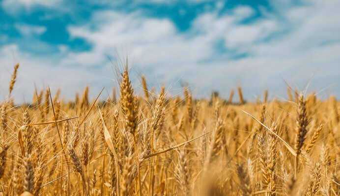 Иностранцы под прикрытием уже скупают украинскую землю