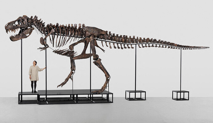 Ученые открыли новый вид динозавров, живших в Патагонии 70 миллионов лет. Фото