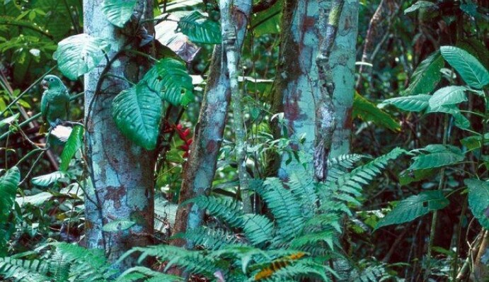 Знайдіть папугу на фото: унікальні 