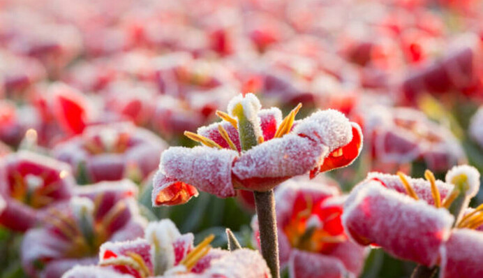 До України знову йдуть снігопади: карта погоди