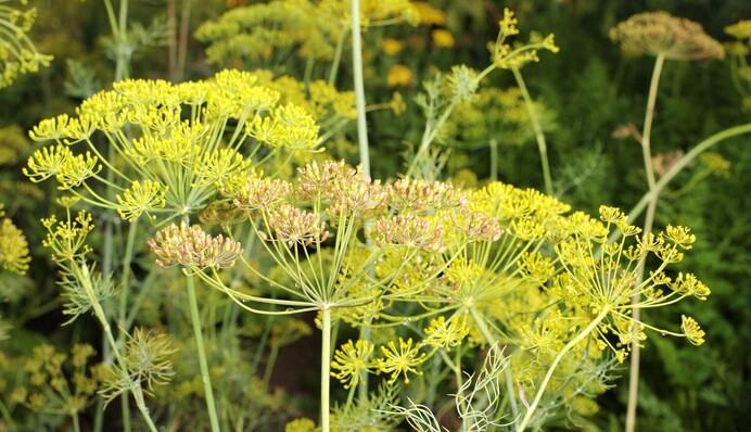 Почему укроп желтеет на грядке: огородники назвали пять главных причин
