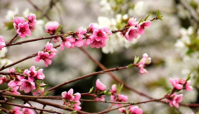 Черемуха, паутина и животные-синоптики: интересные погодные приметы в апреле