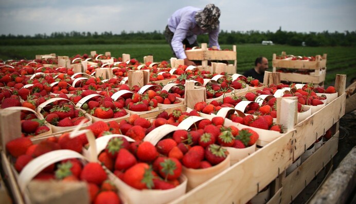 Поляки жалуются, что некому будет собирать клубнику из-за мобилизации в Украине