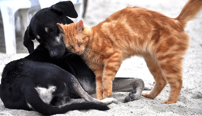 Стануть найкращими друзями: ці породи собак найкраще потоваришують з кішками