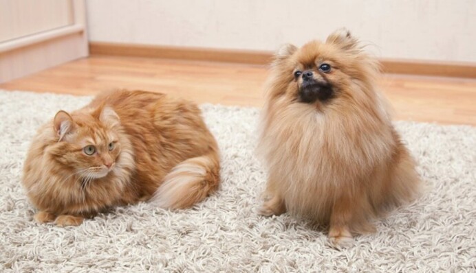 Диван виглядатиме бездоганно: як швидко прибрати шерсть домашніх тварин