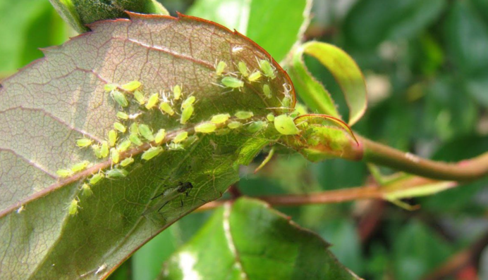 Знищити небезпечного шкідника легко: як врятувати рослини від попелиці