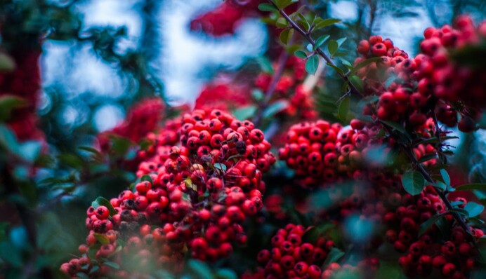 Посадіть біля дому горобину: про що кажуть народні прикмети