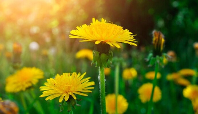 Кульбаба на городі: як позбутися бур’яну на грядках раз і назавжди