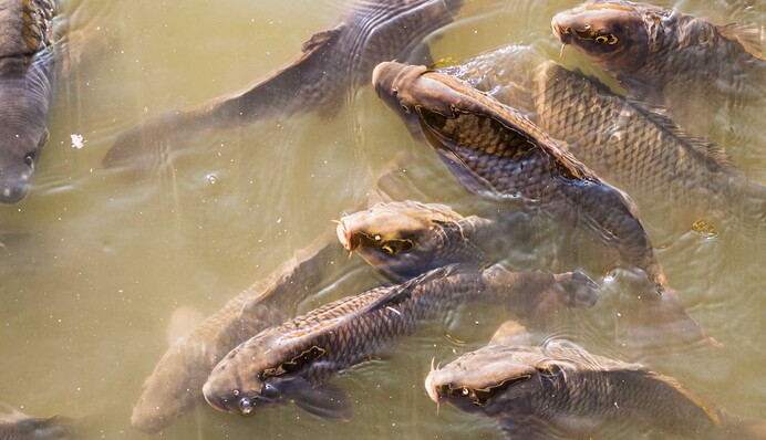 Нерест в самом разгаре: где запрещено ловить рыбу