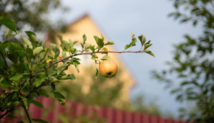 Такі сусіди не всім підходять: які дерева не 