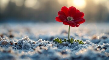 Приснился снег посреди лета: что означает странный сон