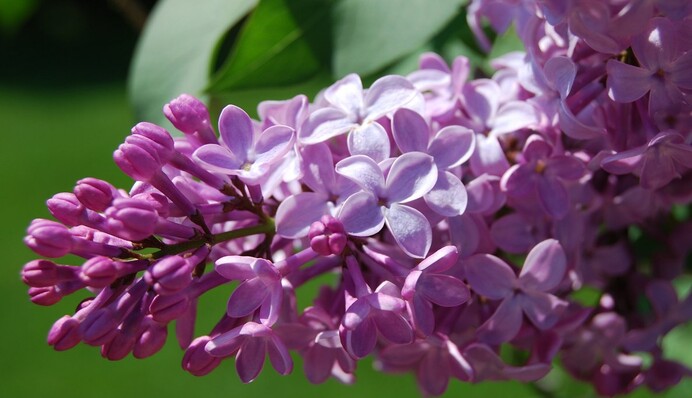 Повторится ли в мае 