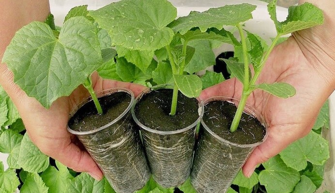 Когда высаживают рассаду огурцов в открытую почву: что нужно знать огородникам