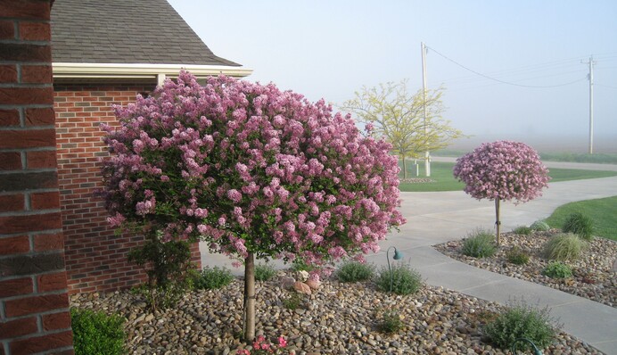 Які дерева можна садити біля будинку за фен-шуєм