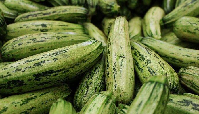 Дадут хороший урожай на зиму: где и как лучше сажать кабачки на огороде