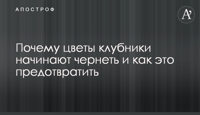 Почему цветы клубники начинают чернеть и как это предотвратить