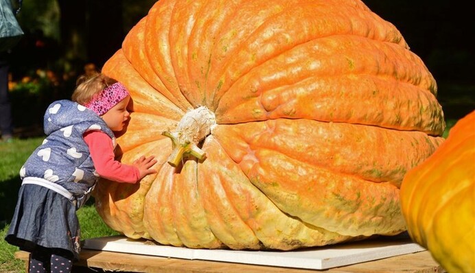 Когда сажать тыквы и чем подкормить: секреты для щедрого урожая