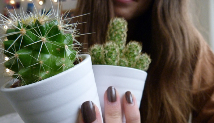 Рискуете принести беду: можно ли держать дома кактусы