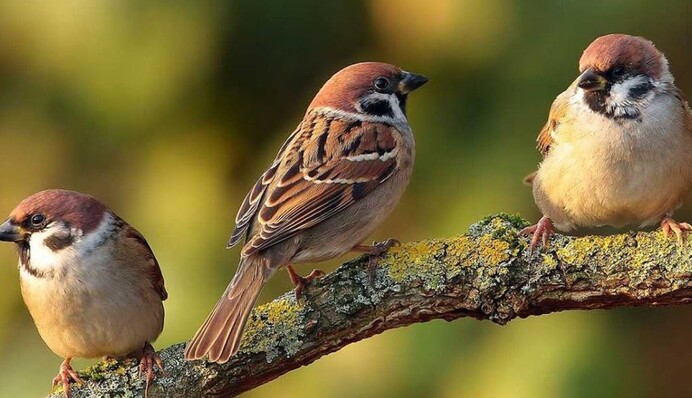 Будьте дуже уважними: головоломка з птахами, що не кожному по зубах