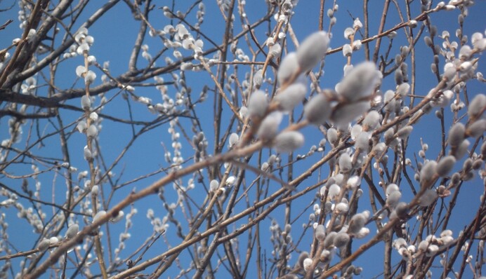Вербное воскресенье: что категорически запрещено делать 28 апреля