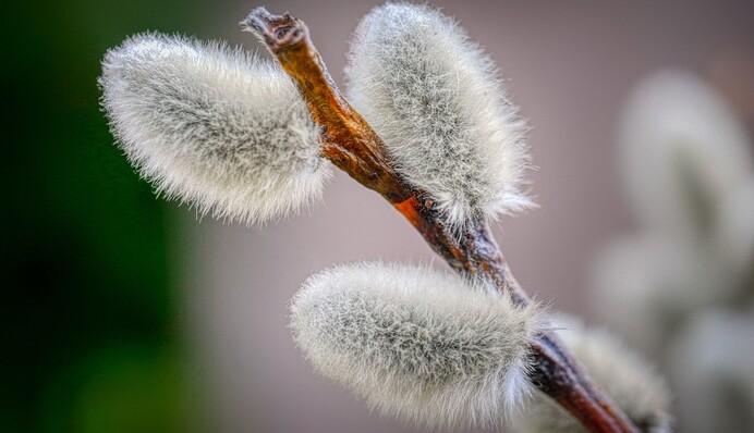 Запрещено собирать сок из березы: какой праздник 28 апреля и что надо сделать