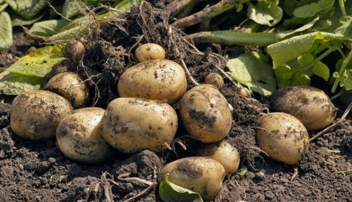 Что можно и нельзя сажать рядом с картофелем на грядке: памятка дачникам