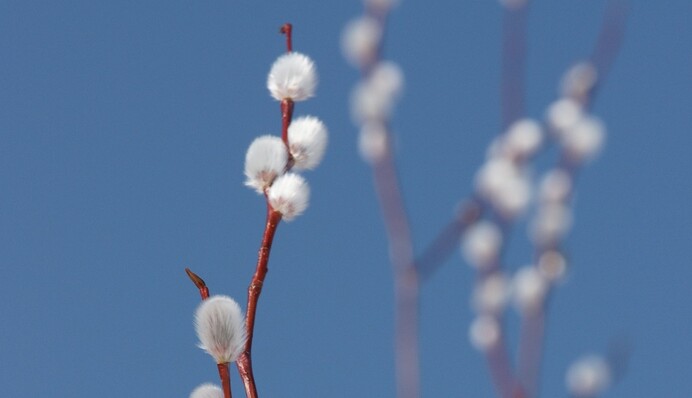 Вербное воскресенье: расписание богослужений