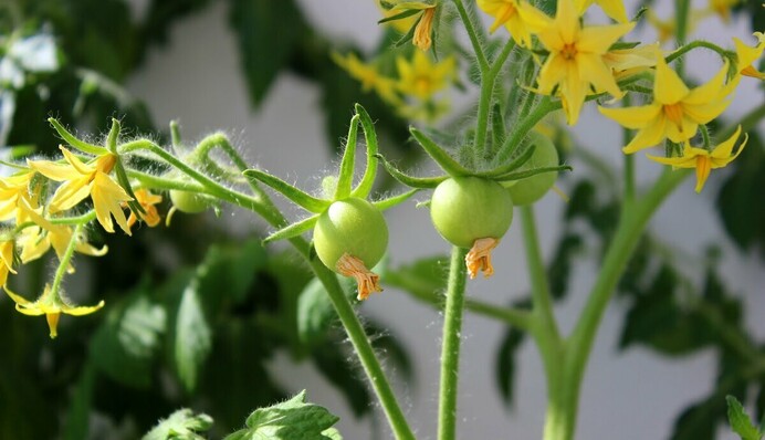 Квітів багато, а зав’язі немає: найпоширеніші помилки при вирощуванні помідорів