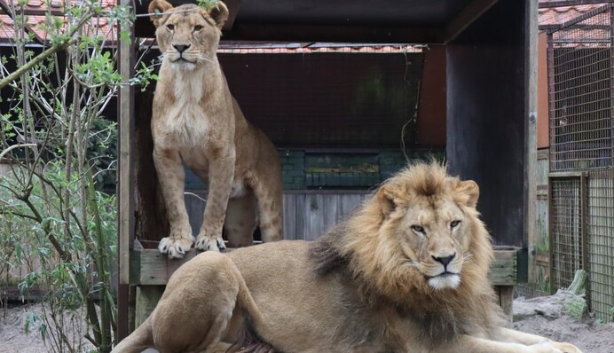 Львицу Василину спасли от обстрелов: где она будет жить со своей парой