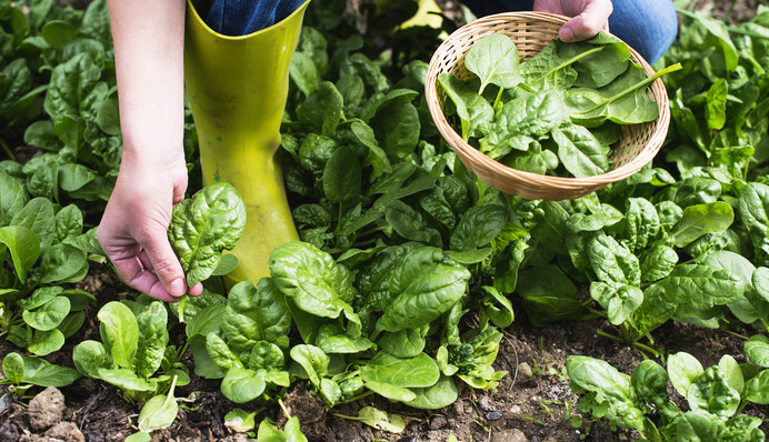 ​Без жодної хімії: ці засоби врятують шпинат від шкідників