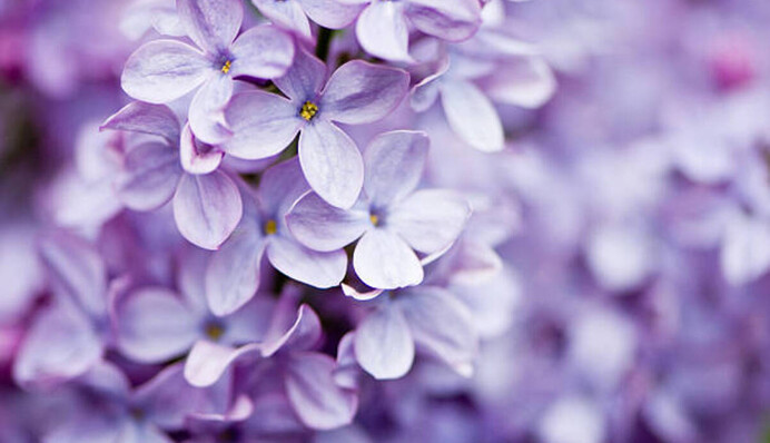 Квіточка з п’ятьма пелюстками принесе щастя: цікаві прикмети про бузок