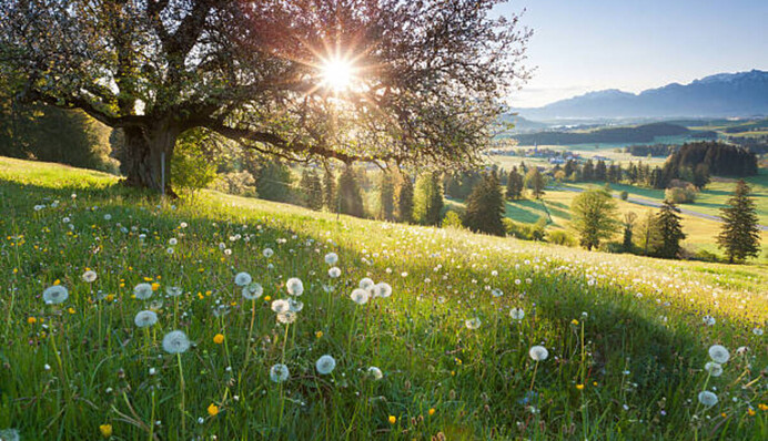 Ароматна м’ята, Сонце 