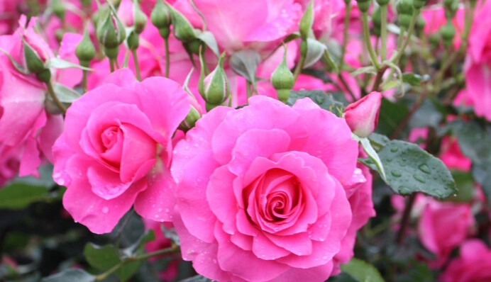 Роза может превратиться в шиповник: что нужно знать, чтобы не потерять куст