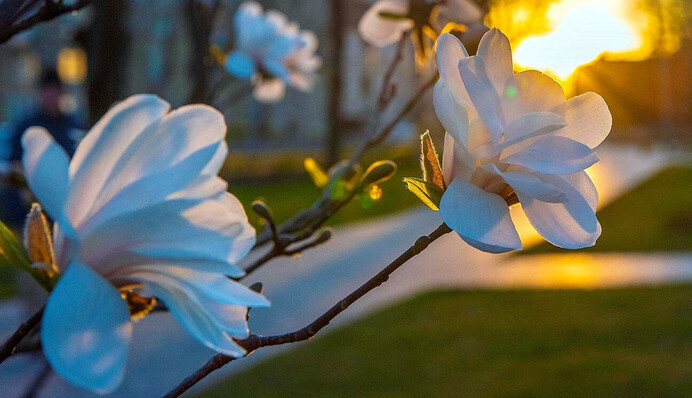 Настоящая весенняя роскошь: синоптик порадовала прогнозом на первый день мая