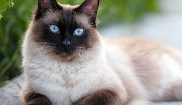 Не робіть цього ніколи: чому не можна торкатися носа у домашніх котів