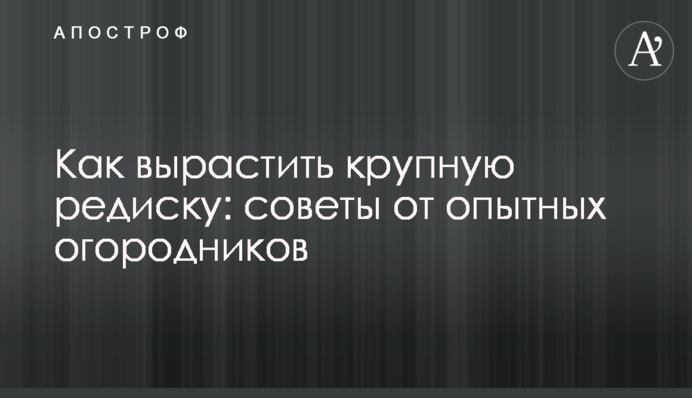 Як виростити великий редис: поради від досвідчених  городників
