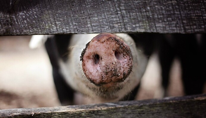 Почему в исламе и иудаизме запрещена свинина: объясняем приметы и запреты