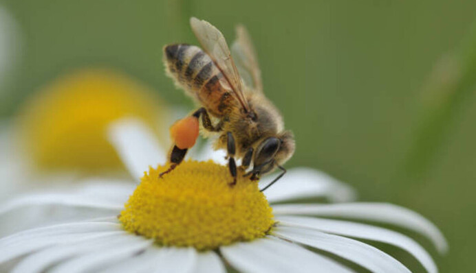 Майже літні +26 і кілька краплин дощу: яку погоду чекати в четвер