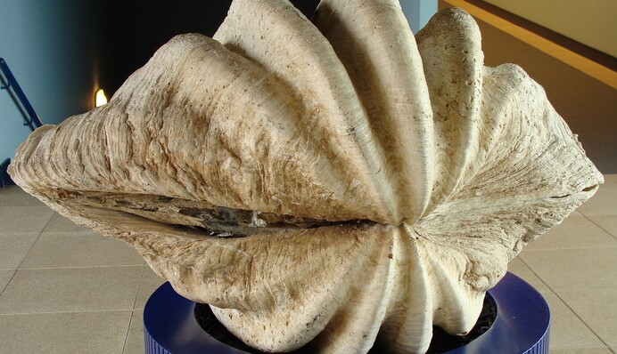 Коренные американцы умели 