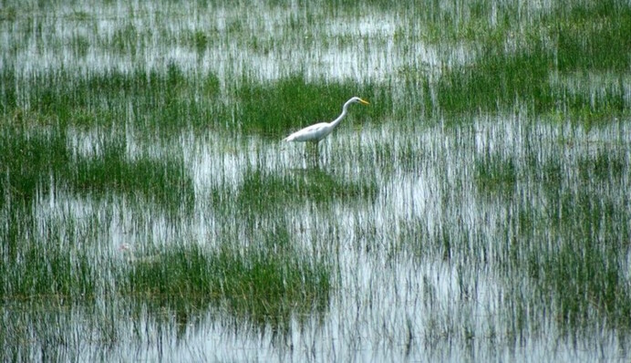 На решение дается 9 секунд: хитрая, но интересная головоломка с птичкой