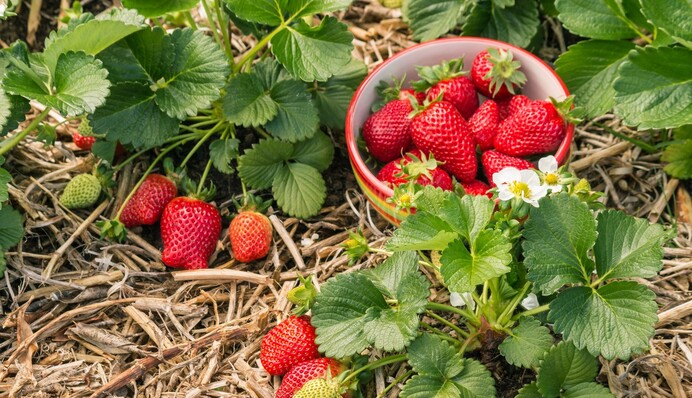 Борьба с долгоносиком: лучшие способы защитить клубнику от вредителей