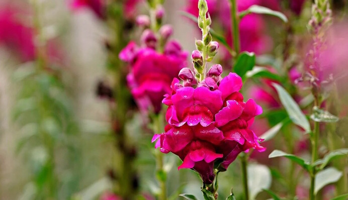 Наповнять ваш сад весною: 7 прекрасних квітів