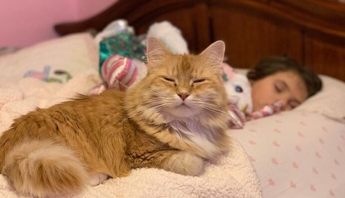 Не пускайте кішку у ліжко дитини: прикмети і забобони 3 травня