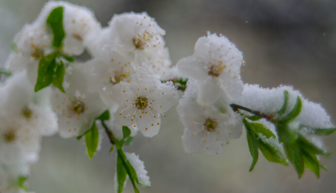 В Украине в мае выпадет снег: новые даты и карта погоды