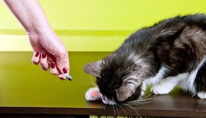 Чому коти люблять лазерні вказівки: факти про 