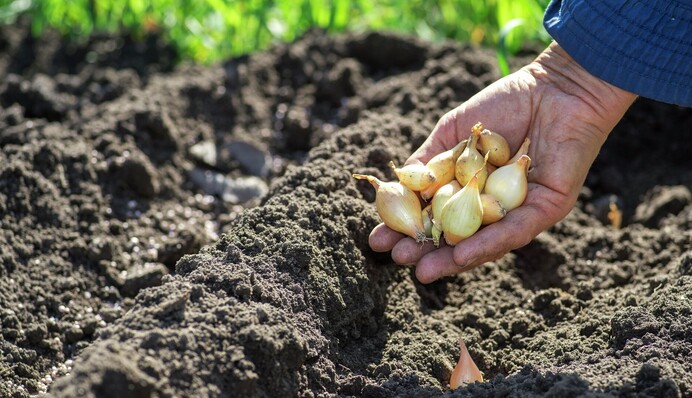 Як правильно вирощувати цибулю і чим підживити: секрети для щедрого врожаю