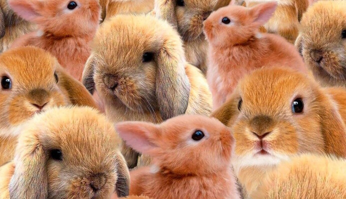 Треба сильно напружитися: головоломка з котами і кролями на час