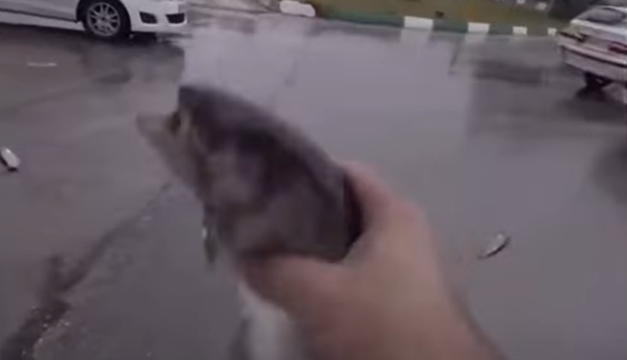 В Ірані випав 