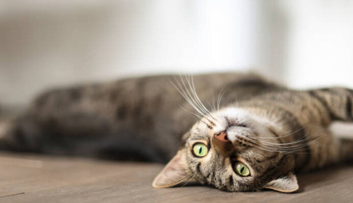 Вражаюча оптична ілюзія: чи зможете знайти кота на фото за 7 секунд