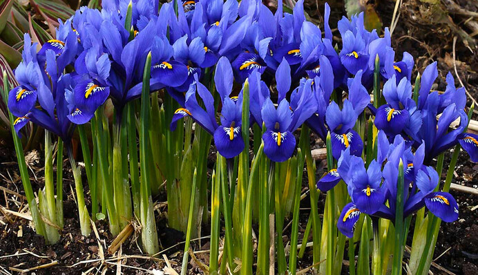 Чем подпитать ирисы в конце весны: вырастут пышными цветами